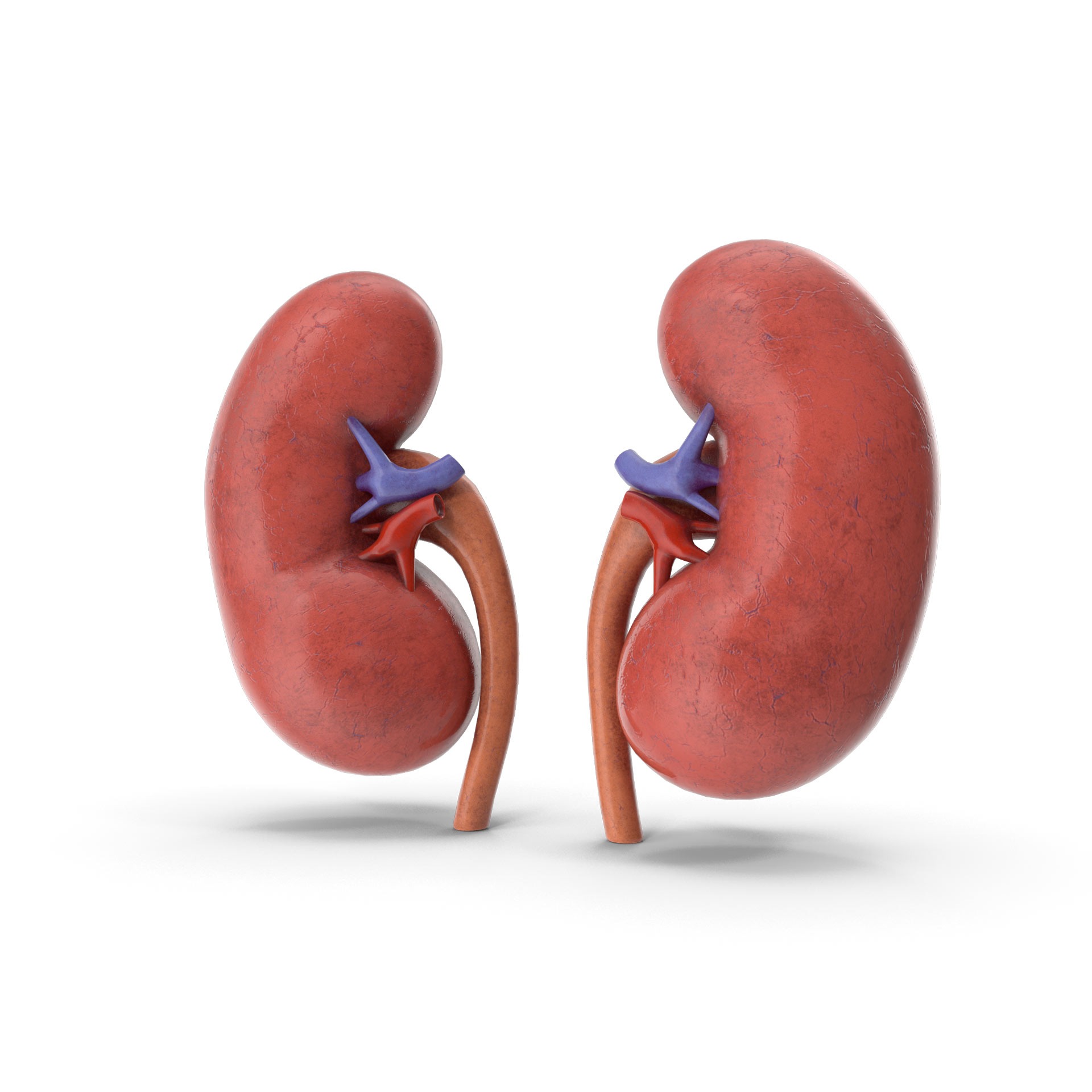 rins kidney davita